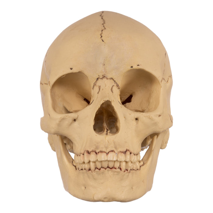 Replica Human Skull - Asian Female