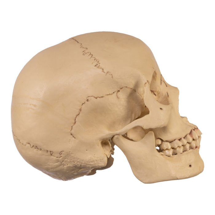 Replica Human Skull - Asian Female