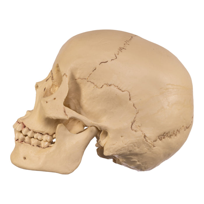 Replica Human Skull - Asian Female