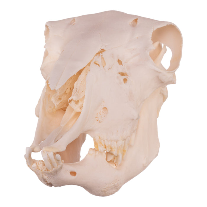 Real Domestic Sheep Skull - Pathology