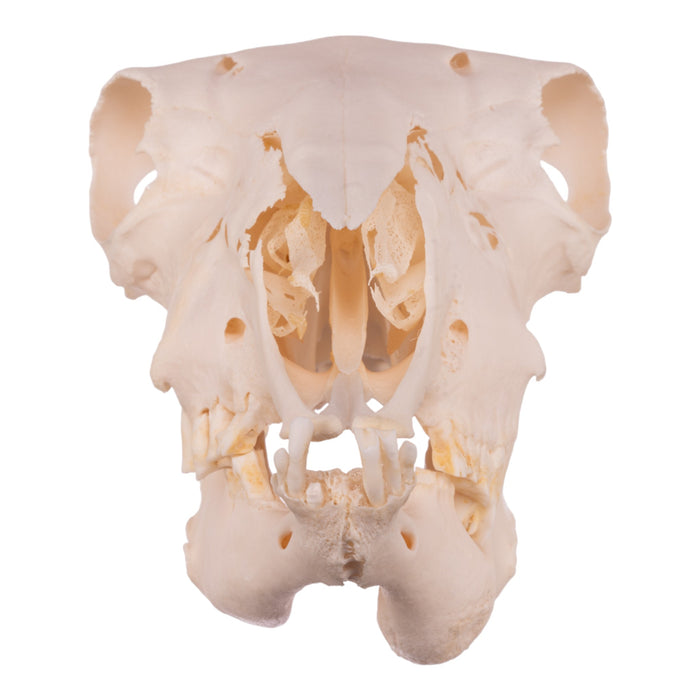 Real Domestic Sheep Skull - Pathology