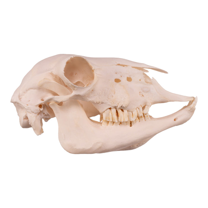 Real Domestic Sheep Skull - Pathology