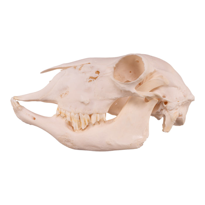 Real Domestic Sheep Skull - Pathology