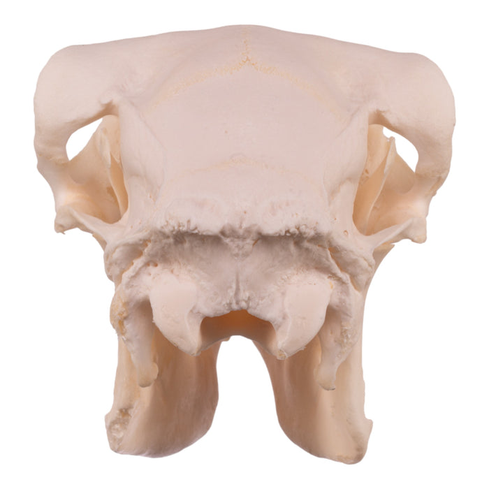 Real Domestic Sheep Skull - Pathology