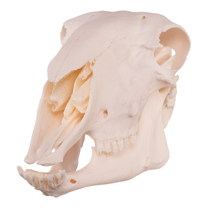 Real Domestic Sheep Skull - Premium