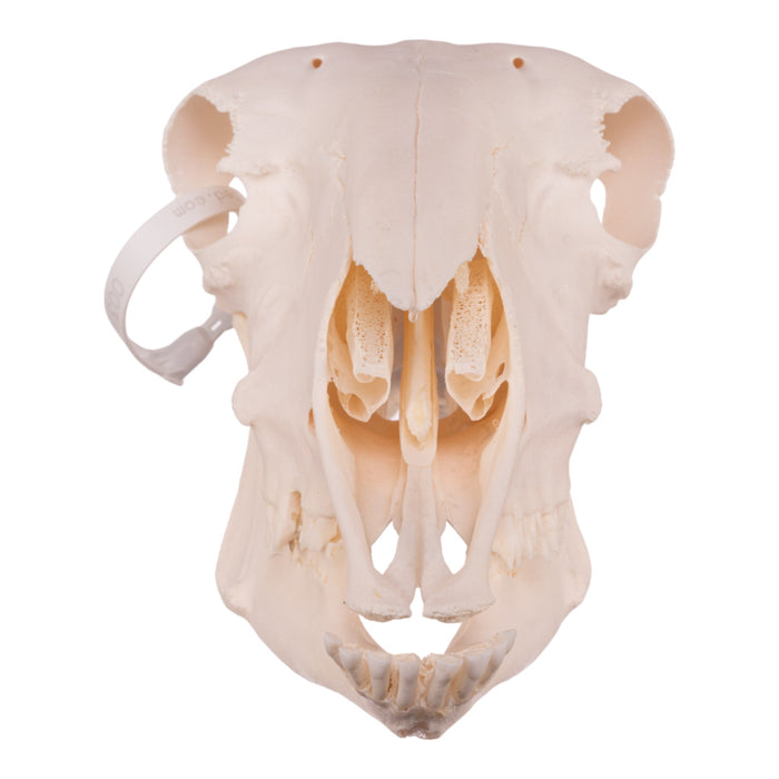 Real Domestic Sheep Skull - Premium