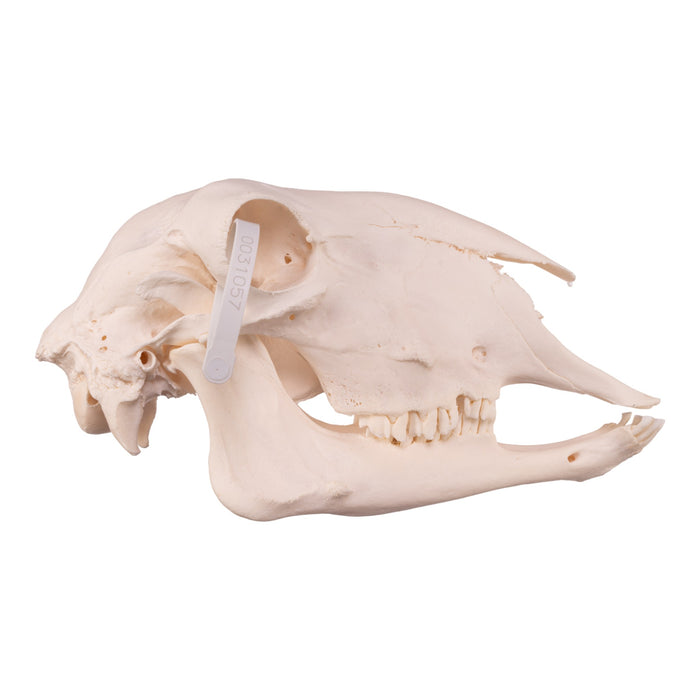 Real Domestic Sheep Skull - Premium