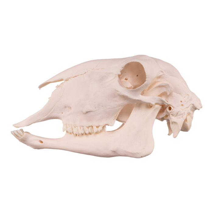 Real Domestic Sheep Skull - Premium