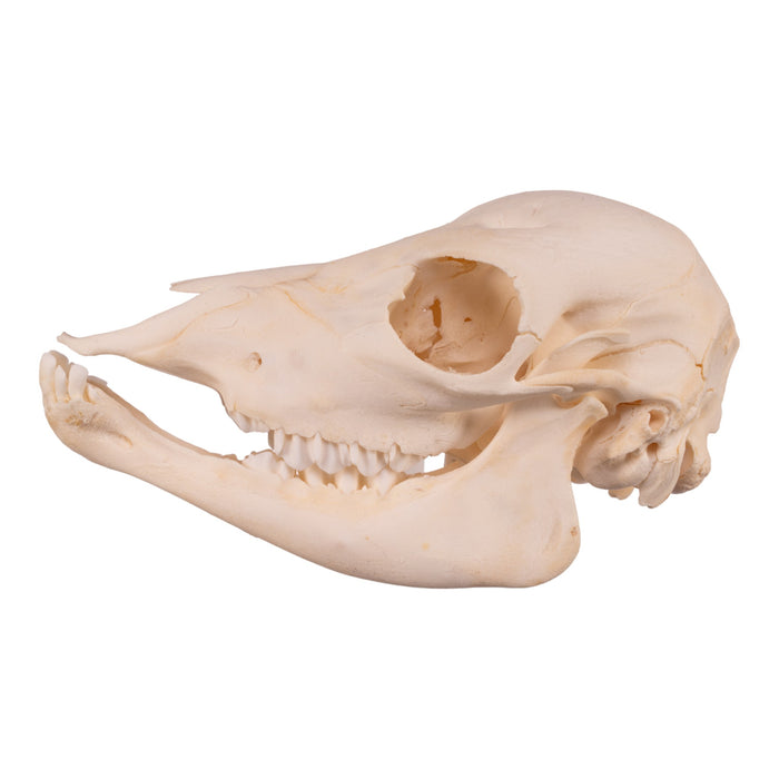 Real Domestic Cow Skull - Calf