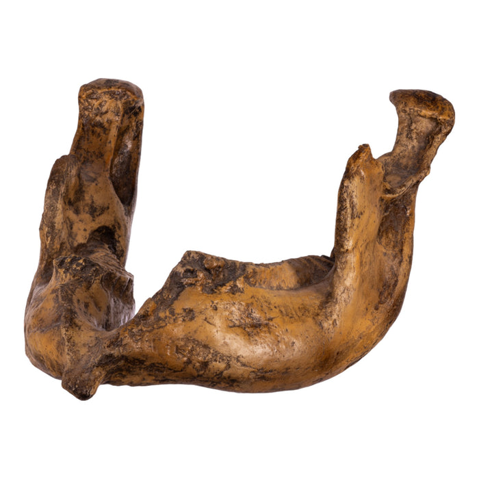 Replica Dwarf Mammoth Jaw