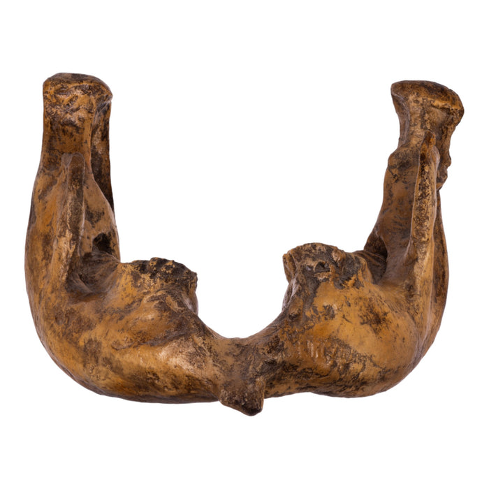 Replica Dwarf Mammoth Jaw