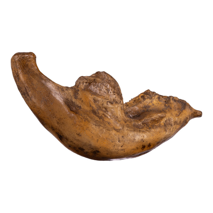 Replica Dwarf Mammoth Jaw