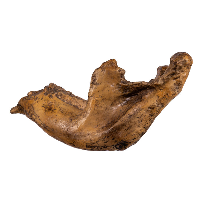 Replica Dwarf Mammoth Jaw