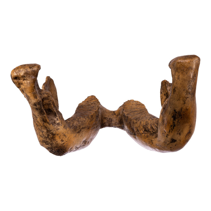 Replica Dwarf Mammoth Jaw