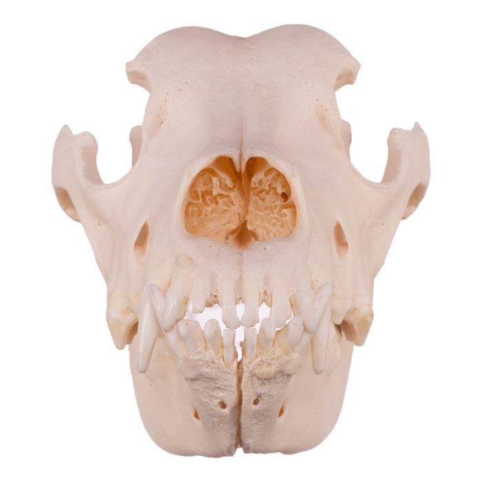 Real Domestic Dog Skull - Extra Large