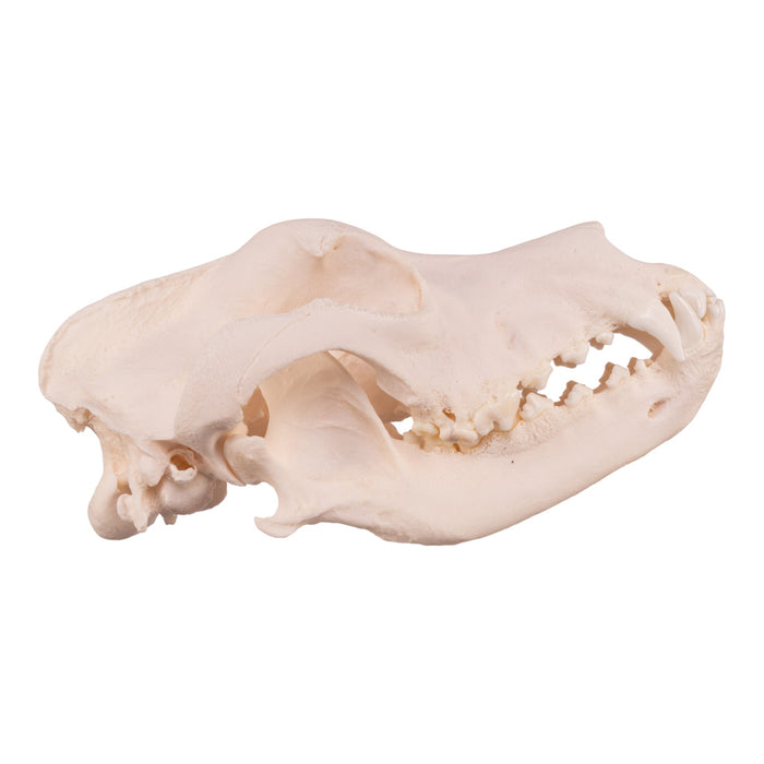 Real Domestic Dog Skull - Extra Large