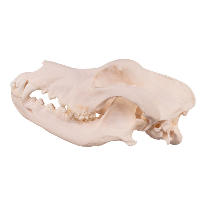 Real Domestic Dog Skull - Extra Large