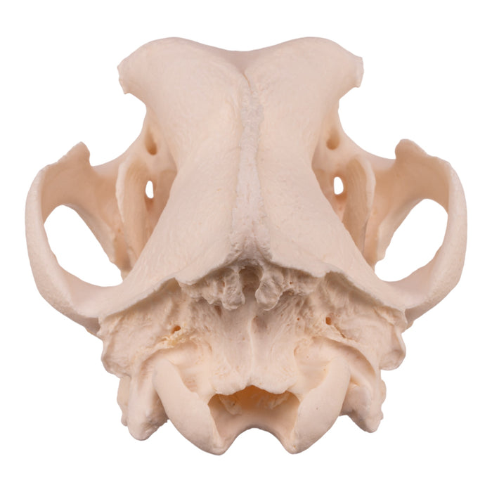 Real Domestic Dog Skull - Extra Large