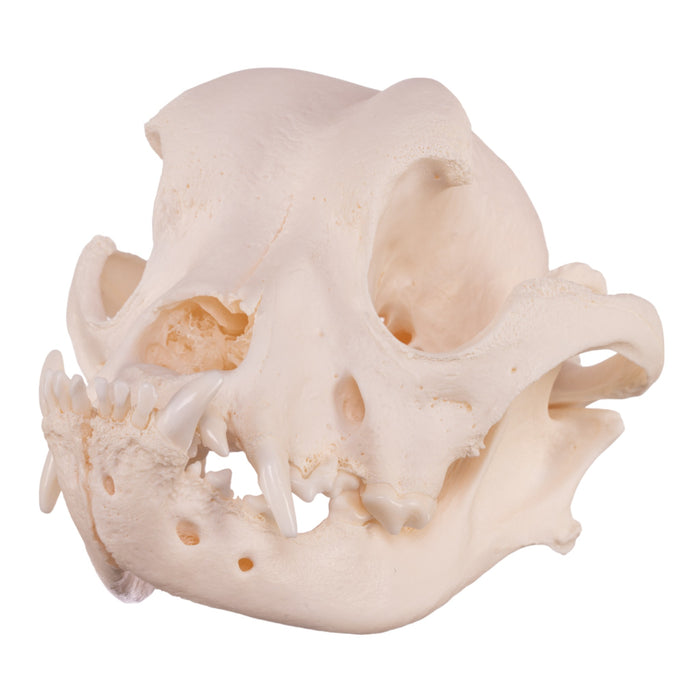 Real Domestic Dog Skull - Boxer