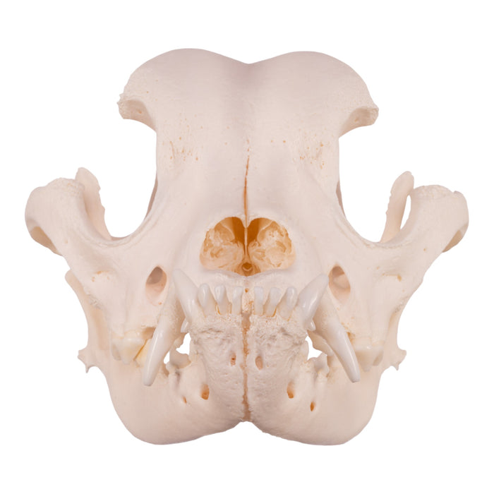 Real Domestic Dog Skull - Boxer