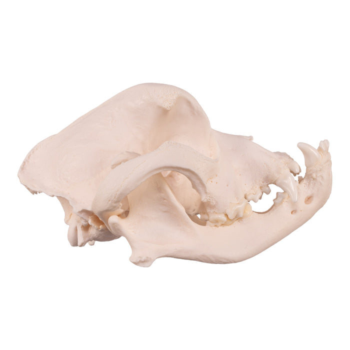 Real Domestic Dog Skull - Boxer