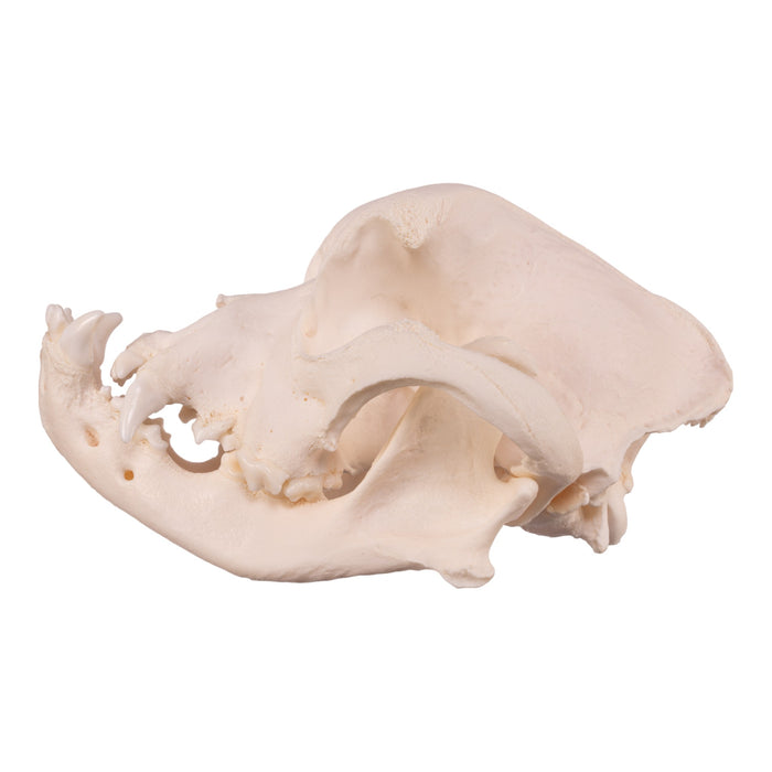 Real Domestic Dog Skull - Boxer