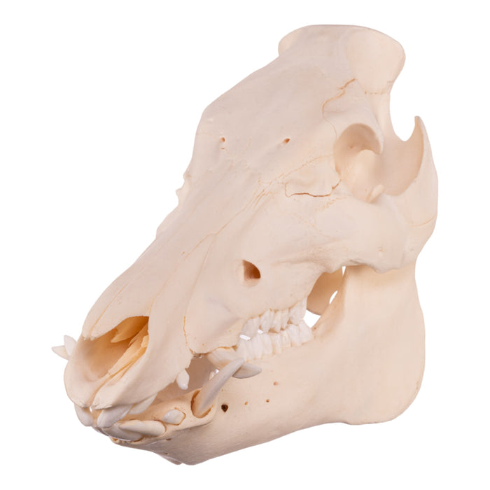 Real Wild Boar Skull - Damaged