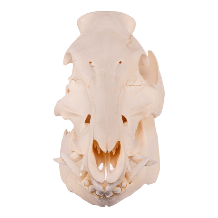 Real Wild Boar Skull - Damaged