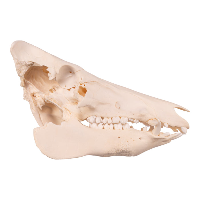 Real Wild Boar Skull - Damaged