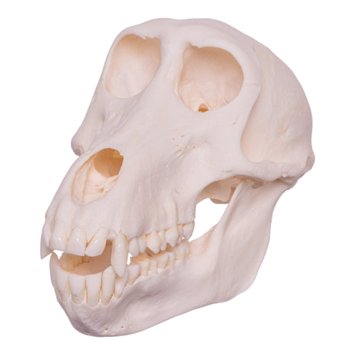 Real Chacma Baboon Skull - Female (Pathology)