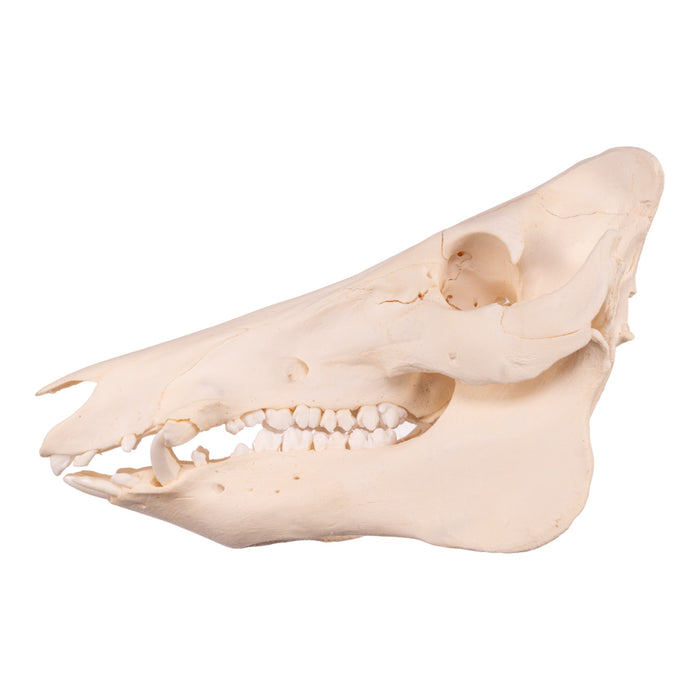 Real Wild Boar Skull - Damaged