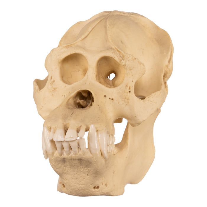 Replica Sumatran Orangutan Skull - Male