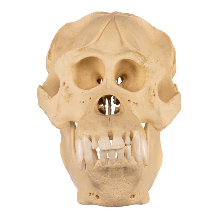 Replica Sumatran Orangutan Skull - Male