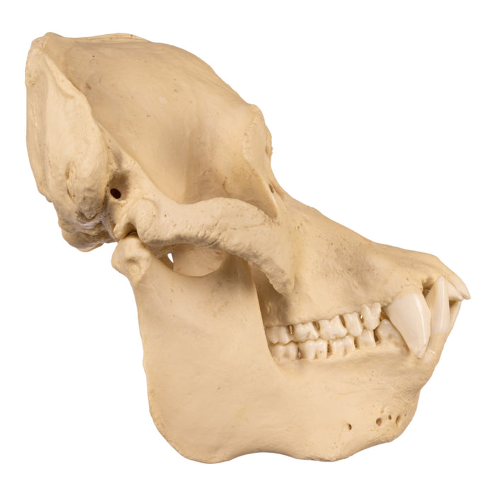 Replica Sumatran Orangutan Skull - Male