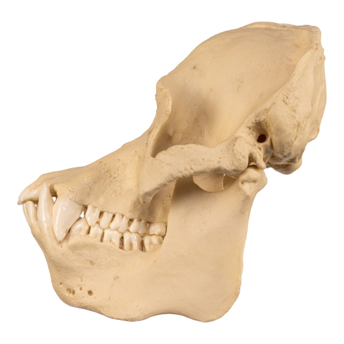 Replica Sumatran Orangutan Skull - Male