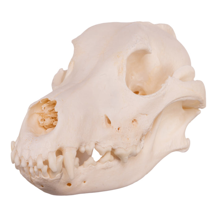 Real Domestic Dog Skull - Husky