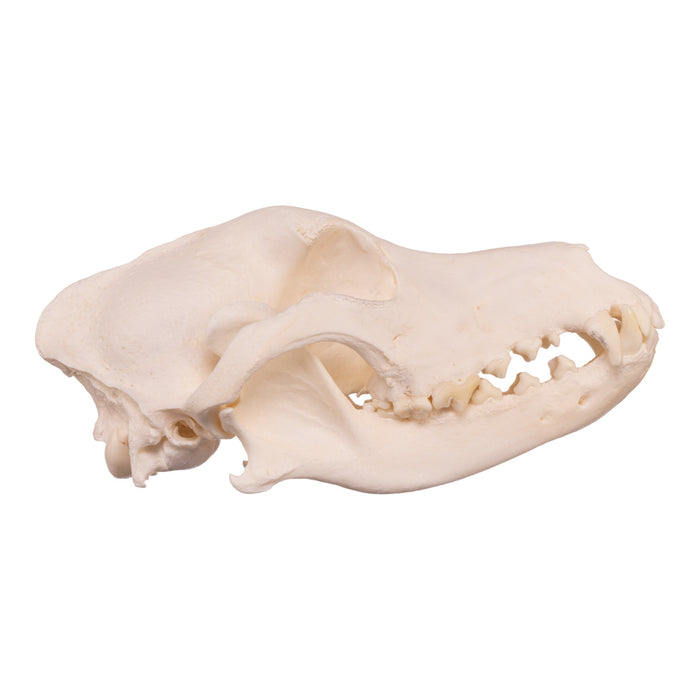 Real Domestic Dog Skull - Husky