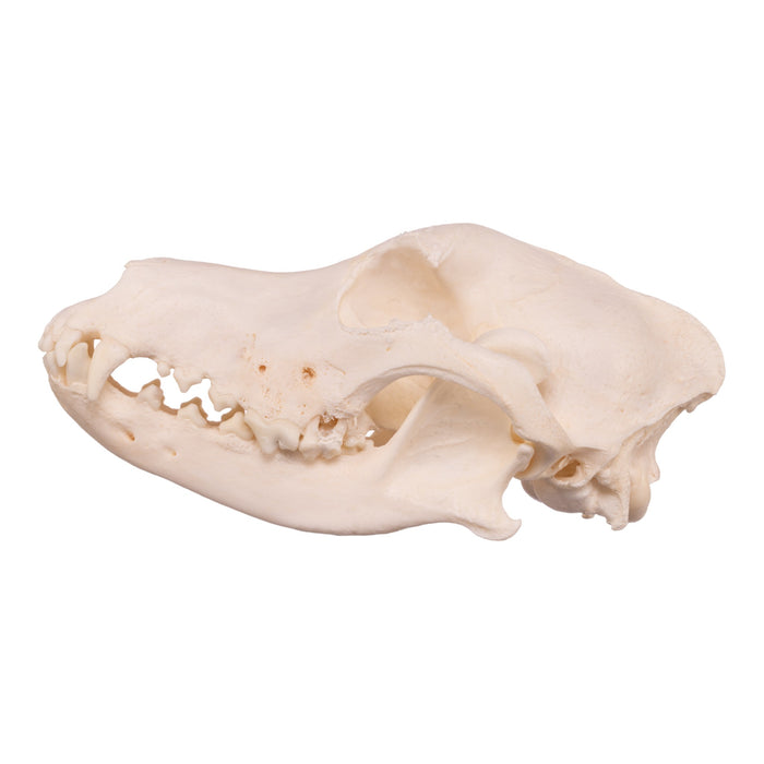 Real Domestic Dog Skull - Husky