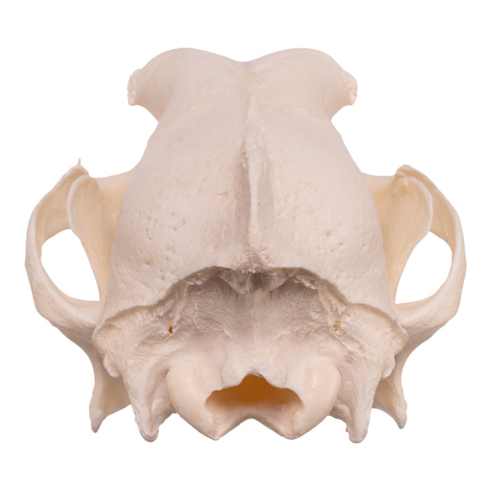 Real Domestic Dog Skull - Husky