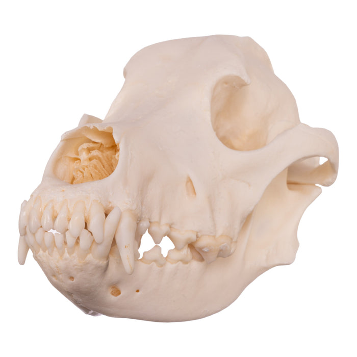 Real Domestic Dog Skull - Husky