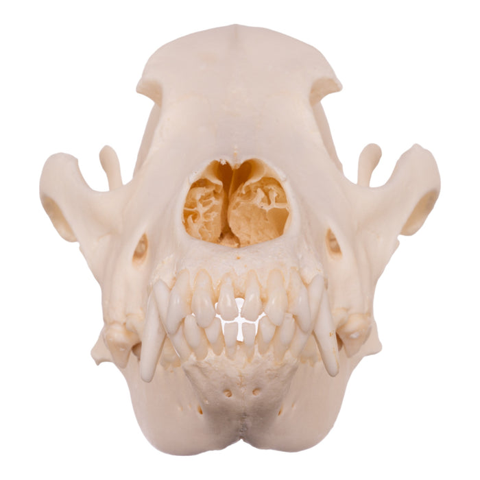 Real Domestic Dog Skull - Husky