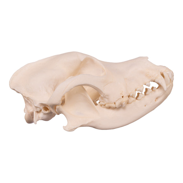 Real Domestic Dog Skull - Husky