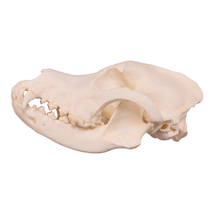 Real Domestic Dog Skull - Husky