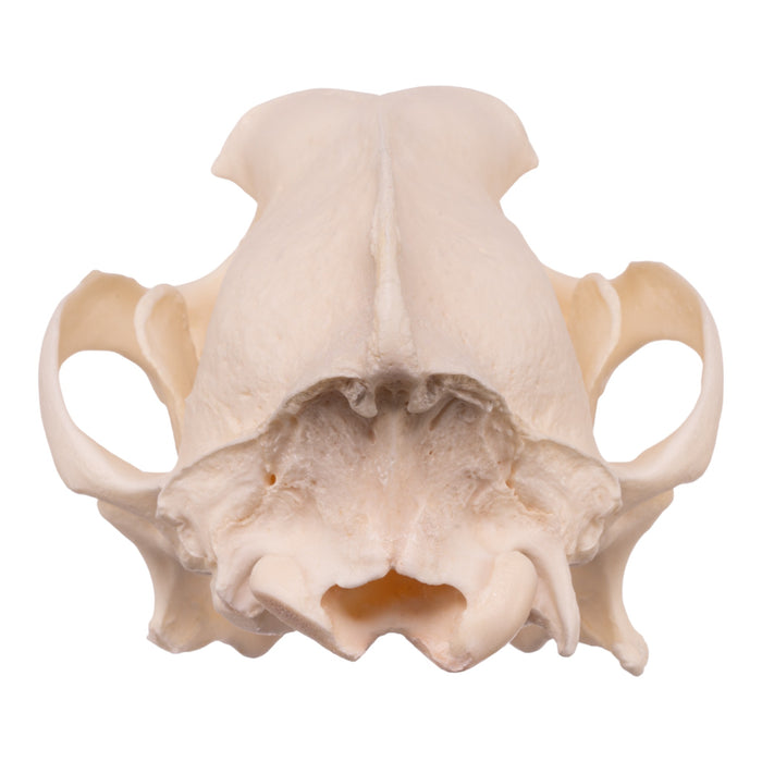 Real Domestic Dog Skull - Husky