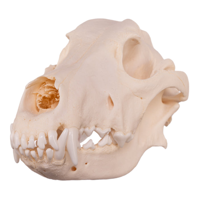 Real Domestic Dog Skull - German Shepherd