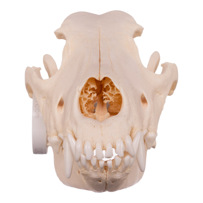 Real Domestic Dog Skull - German Shepherd