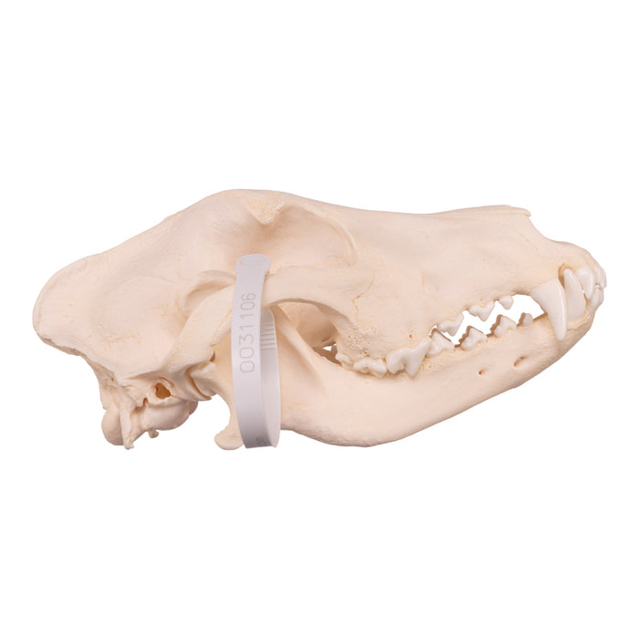 Real Domestic Dog Skull - German Shepherd