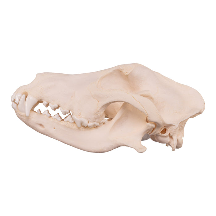 Real Domestic Dog Skull - German Shepherd