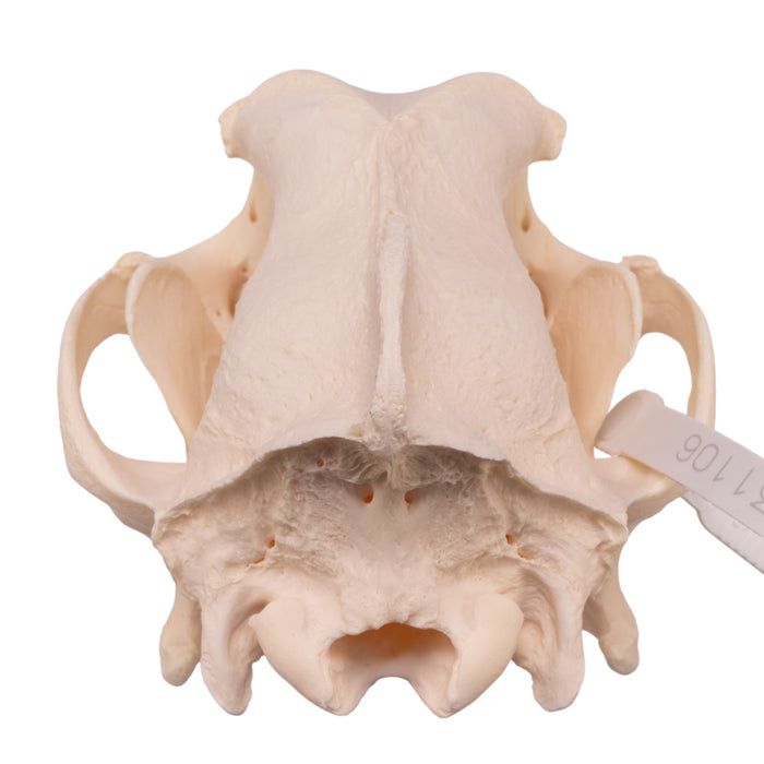 Real Domestic Dog Skull - German Shepherd