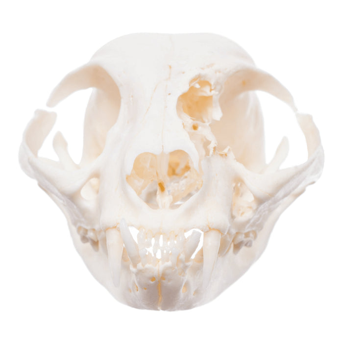 Real Domestic Cat Skull - Pathology